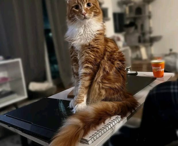 Brown Maine coon Kitten